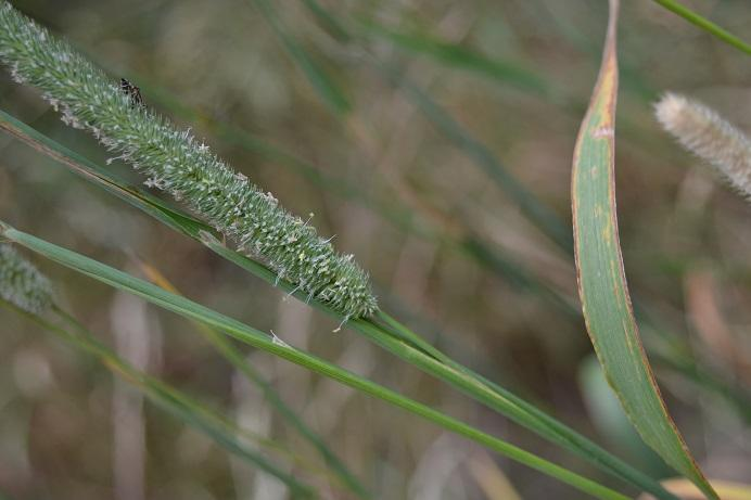 5. Bojínek luční Phleum pratense