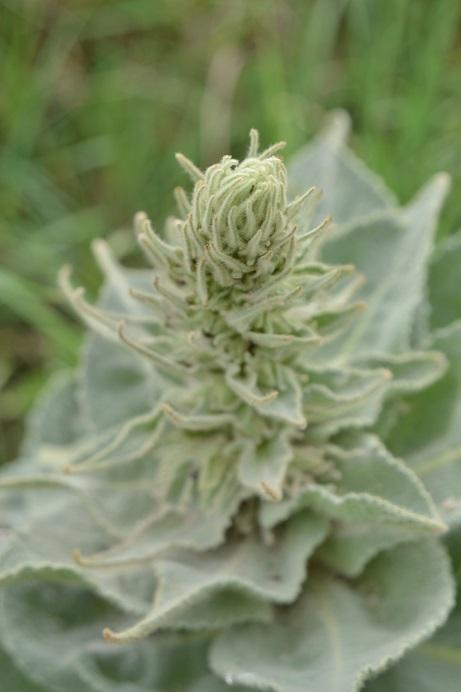 Brukev zelná Brassica oleracea L.