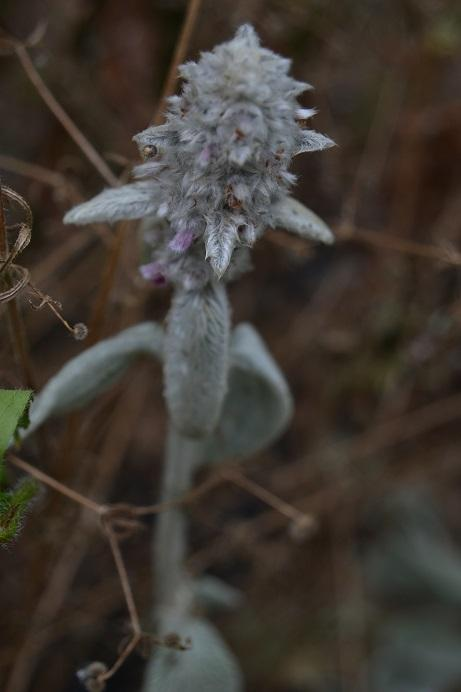 Čistec vlnatý Stachys byzantina C.