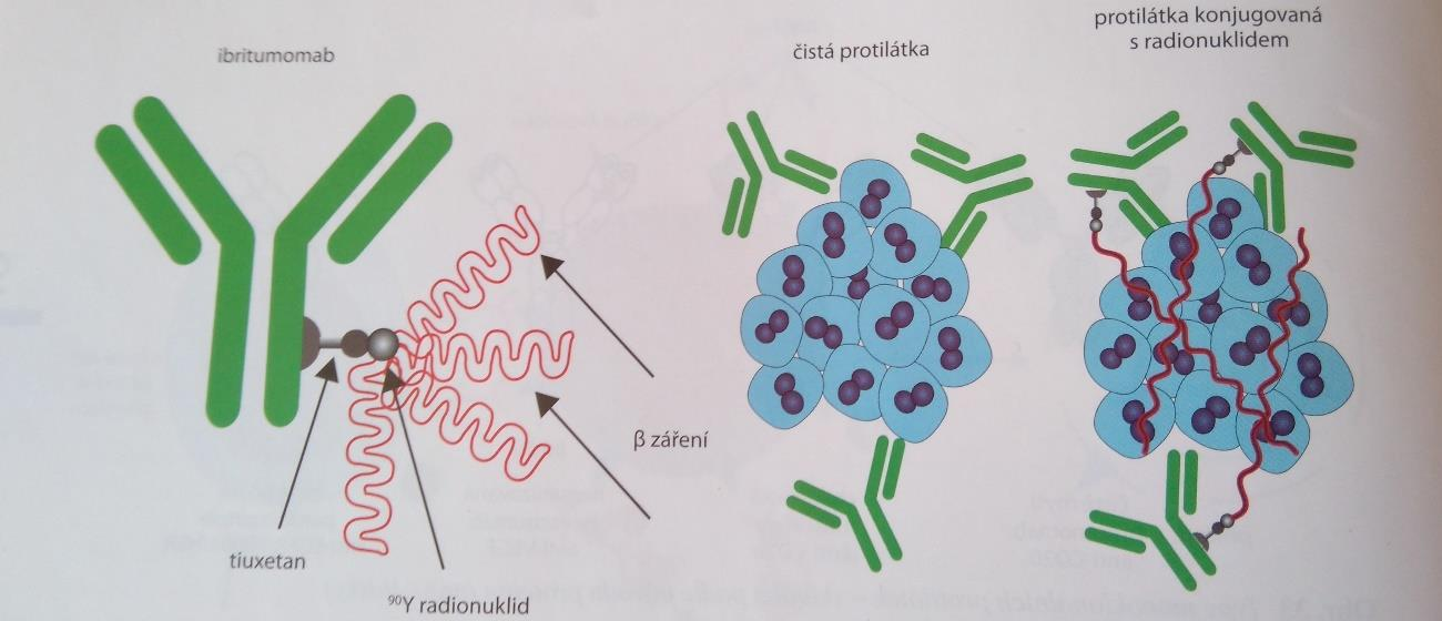 Obr. 6: Účinek MP konjugované s radionuklidem. (10) 4.3 Protilátkové fragmenty Kromě nezkrácených protilátek můžeme rekombinantně připravit i spoustu protilátkových fragmentů.