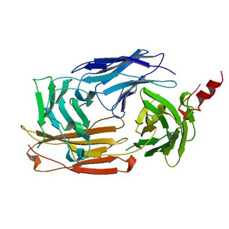 Obr. 8: Struktura Fab fragmentu Rituximabu (12) Indikace: Rituximab se používá pro léčbu NHL buď samostatně, nebo v kombinaci s chemoterapií.