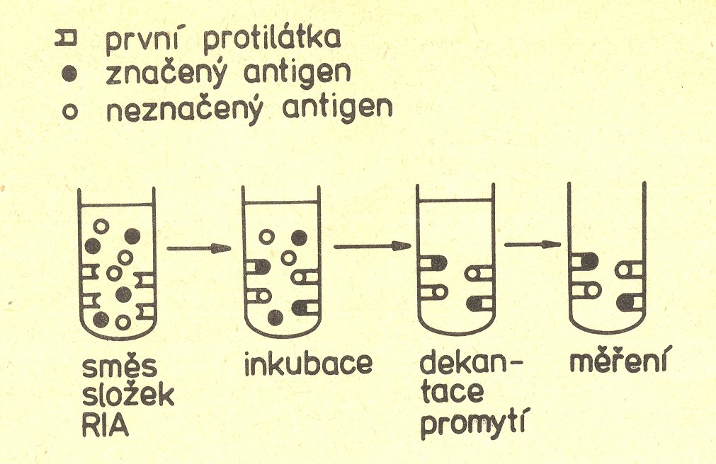 Schematické znázornění kompetitivního stanovení (RIA): smíchání komponent, inkubace (vznik