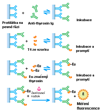 analytu ve vzorku - nekompetitivní (sendvičové): - fluorescenční sondou