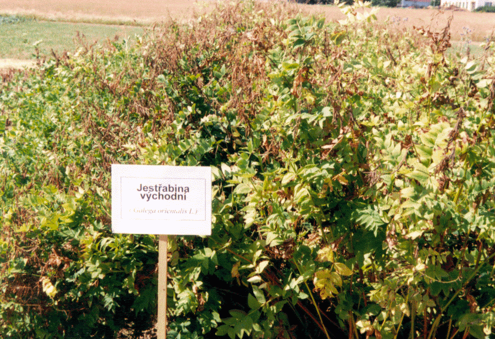 Jestřabina východní Výnos: 10 t/ha Výhřevnost: 20,8 GJ/t Výsev: 15 25 kg/ha U nás není registrována žádná odrůda Dobře se jí daří v teplejších oblastech a vlhčích