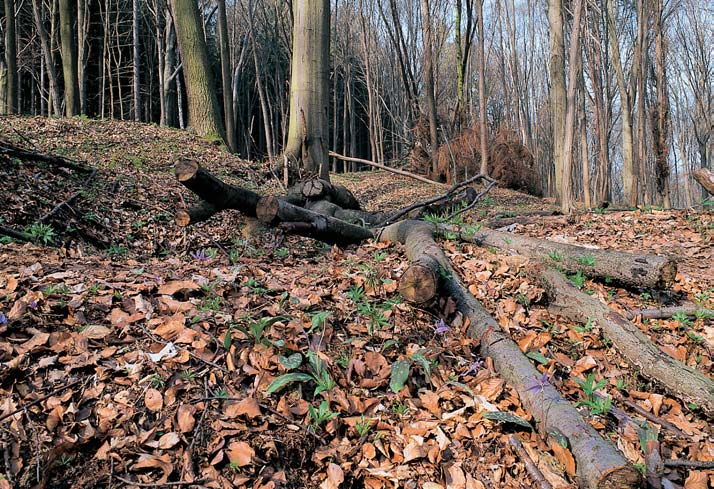 Stfiední âechy 4 t (Stellaria holostea), kostival hlíznat (Symphytum tuberosum), plicník tmav (Pulmonaria obscura), kopytník evropsk (Asarum europaeum), baïanka vytrvalá (Mercurialis perennis).
