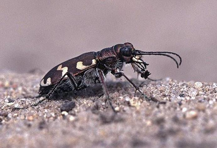 8. Fauna lokality Opuštěný lom poskytuje vhodné prostředí četným druhům bezobratlých, velmi hojná je např.