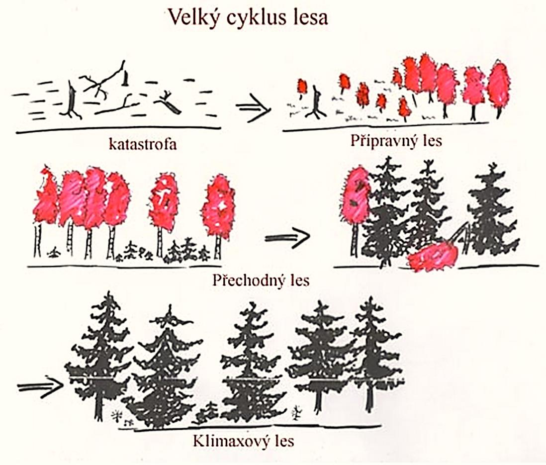 Během velkého vývojového cyklu lesa je možno rozeznat několik stádií a typů lesa: Stádium přípravného