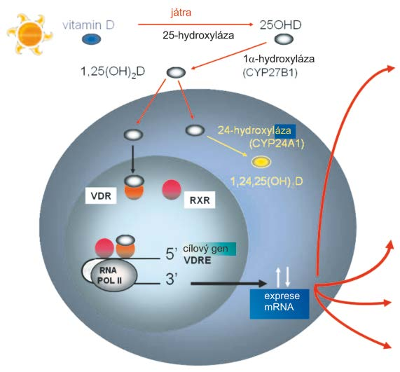 Nedostatek vit D a autoimunitní choroby žen ve fertilním věku Hashimotova tyreoiditida, GB tyreotoxikóza, diabetes mellitus I.