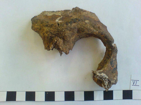 Osteometrie: Maxilla (cm) Mandibula (cm) 80 délka zubního oblouku od M1 4,9 61 maxilloalveolární šířka