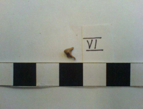 1,8 80/1 šířka zubního oblouku 6,6 Pohlaví: Muž (mandibula podle Loth Hennenberg 1996, in: Stloukal a kol.