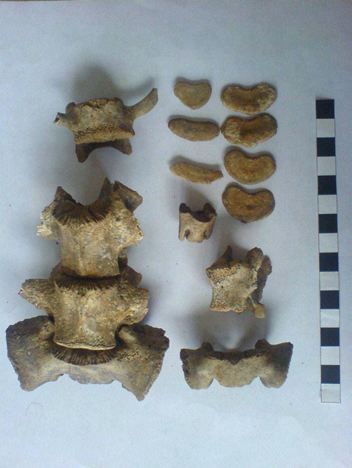 Vertebrae - 2 poškozené hrudní obratle, samostatný corpus vertebrae a arcus vertebrae. Costae - fragmenty zřejmě dvou žeber. Tibia - fragment z proximální epifýzy.