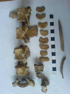 Poznámky: nalezen zlomek keramiky, zvířecí kosti (skelet drobného zvířete pravděpodobně hlodavce - obr. 68.1, obratle a žebra pravděpodobně ovce či kozy nedospělého jedince - obr. 68.2). 1 2 Obr.