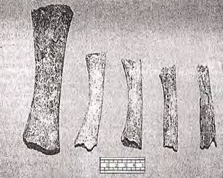 v tomto ohledu hrob z Maref a nález břitvy z Morkůvek (obr. 14.8). Součástí hrobového inventáře jsou i zvířecí kosti, a to buď části skeletu, nebo i původně celá zvířata.
