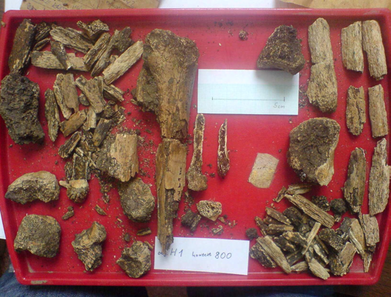 Obr. 45: Izolované fragmenty kostí z hrobu H 1 (kontext 800). H 2, kontext 801 Zachovalost: Velmi špatná. Zachovány fragmenty postkraniálního skeletu a lebky včetně zubů.