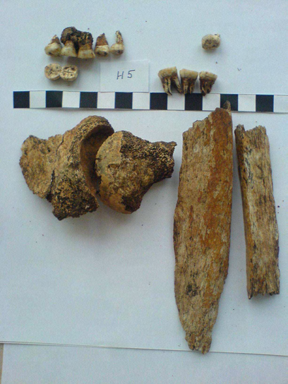Obr. 51: Izolované fragmenty zubní skloviny z hrobu H 4 (kontext 803). H 5, kontext 804 Zachovalost: Velmi špatná. Fragmenty kostí typu dlouhého, lebky a zuby (obr. 52).