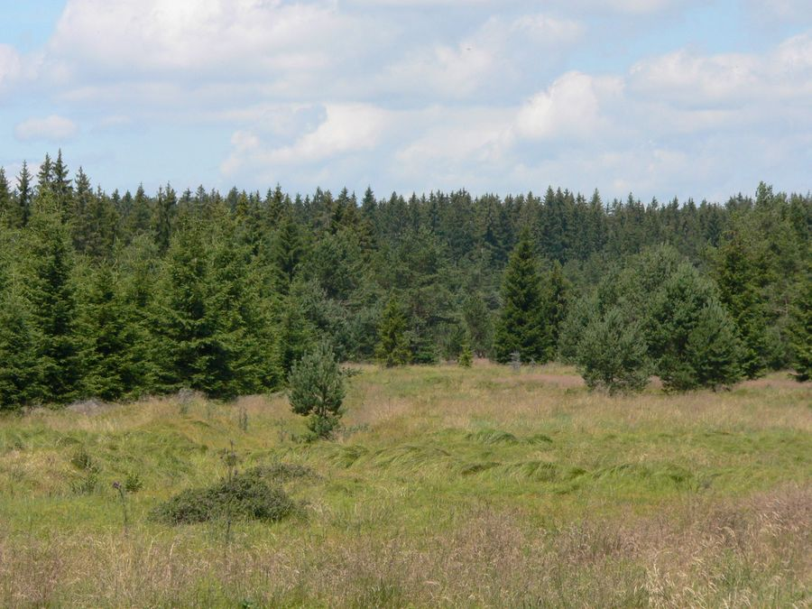 Příloha H Fotografie Obrázek 1 - Vegetační typ A (odvodněný