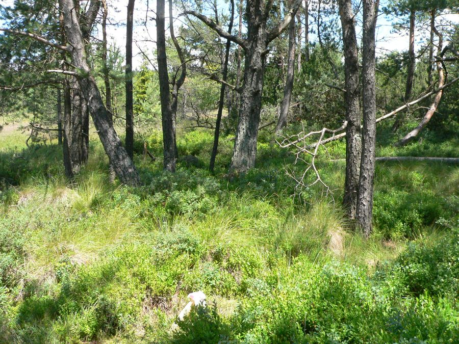 křížence Pinus pseudopumilio Obrázek 4 - Okraj