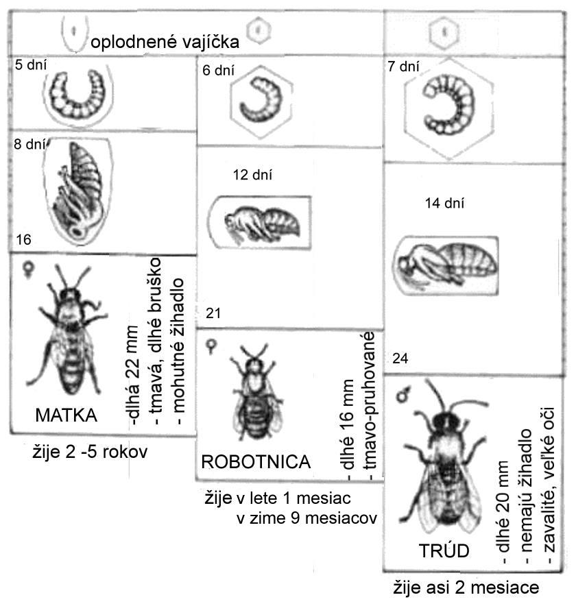 VÝVOJ VČELY Z vajíčka sa po troch dňoch vyliahne beznohá larva. Ak z nej chcú včely vychovať matku, kŕmia ju po celý čas materskou kašičkou. Ostatné larvy kŕmia peľom a medom.