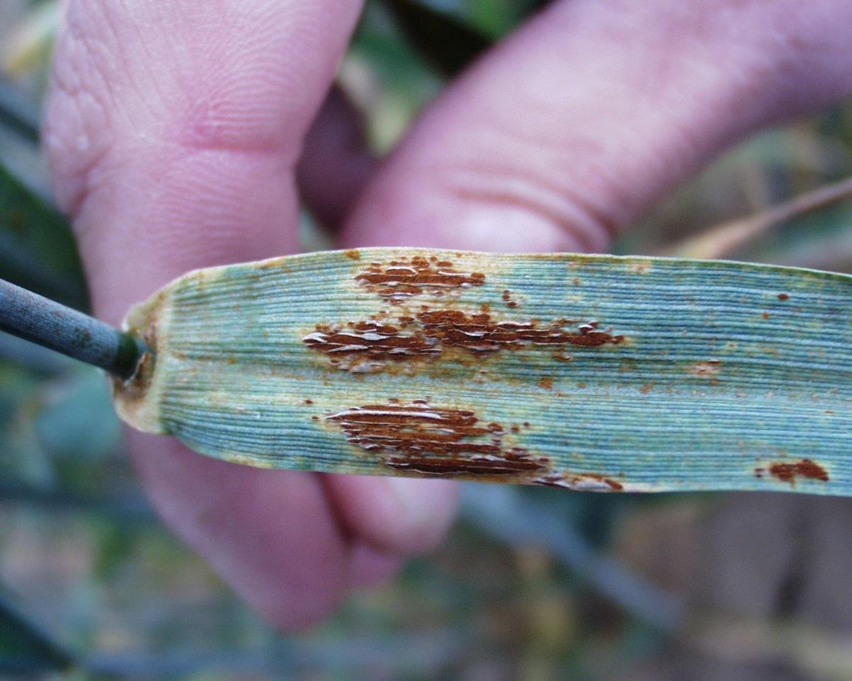 Rez travní (Puccinia graminis)