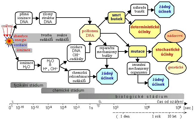 Účinky záření na organismy Vysoce energetické ionizující záření je schopné ionizovat atomy molekul, které vytváří základ všech organismů. Účinky záření na organismy můžou být různé.