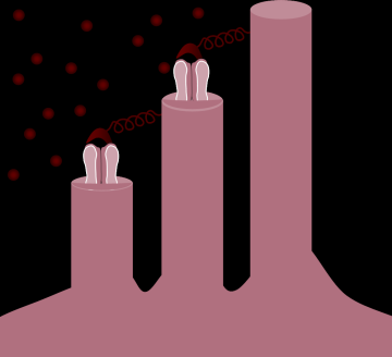 Mechanicky řízené kanály jsou zpravidla umístěny na filamenty propojenými výběžky vláskových buněk senzorických