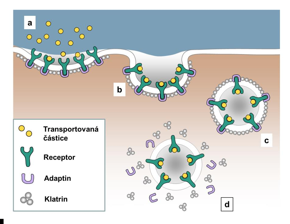 c) Obecné schéma lipoproteinové částice. Jednotlivé lipoproteiny se od sebe liší velikost, resp.