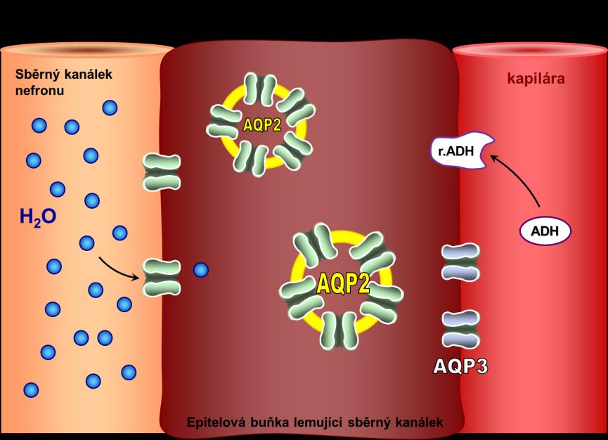 Jednotlivé AQP se od sebe liší výskytem a četností v určitých tkáních, typem transportovaných molekul 5, ale také možností hormonální regulace 6.