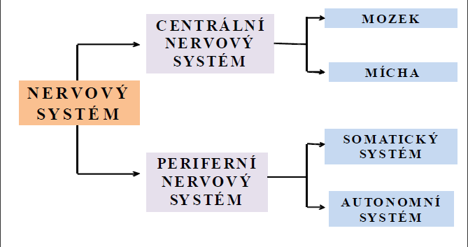 4 NERVOVÁ SOUSTAVA Nervová soustava je nejvýše postavený a nejsložitěji uspořádány regulační systém organismu.