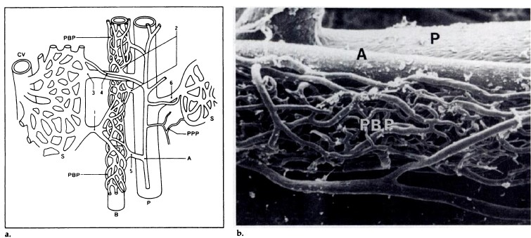 3.3.3. Jaterní pseudoléze Játra jsou unikátním orgánem s dvojím krevním zásobením; přibliţně 1000-1200ml/min přiteče do jater portální ţilou, 400ml/min jaterní tepnou.