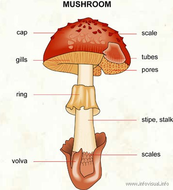 2.1 Mykologické znaky hub Pro účely konzumace se využívají houby postavené na vyšších příčkách taxonomie, tzv. sbíratelné houby. Jsou to některé houby oddělení Ascomycota (např.