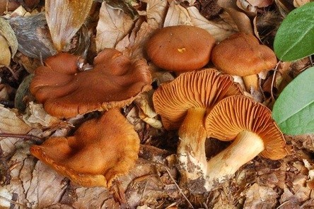 Parafaloidní (gyromitrinový) syndrom Parafaloidní otrava je ve střední Evropě způsobena druhem ucháč obecný řadícím se mezi vřeckovýtrusné houby.