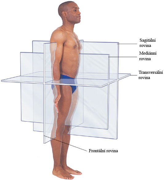 6. ANATOMICKÉ MINIMUM Při popisu lidského těla vycházíme z tzv. základního anatomického postavení.