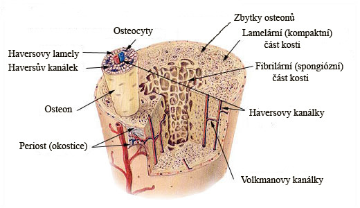 Osteoklasty jsou obrovské (až 100 µm) mnohojaderné buňky, které naopak kostní tkáň odbourávají. Resorbují vytvořenou kostní tkáň, čímž umožňují přestavbu kosti.