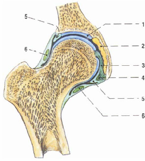 - addukce ze základního postavení do 10 - rotace zevní rotace do 15, vnitřní rotace do 35 Kyčelní kloub je tvořen proximální částí stehenní kosti (femuru),pánevní kostí (pelvis), a kloubní chrupavkou.