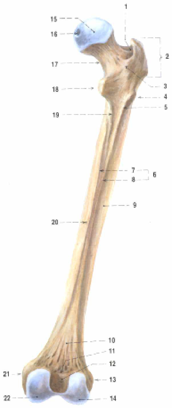 medialis 9 trochantcr major 10 měrný bod na trochanteru 11 epicondylus lateralis 12 condylus lateralis Obr.8.7.