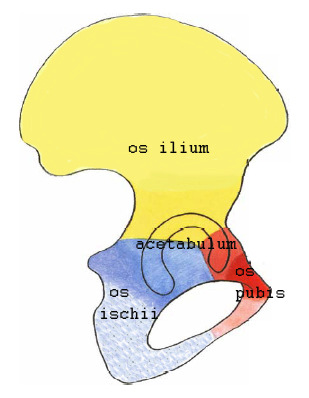 8.2. Pánevní kost Kost pánevní (os coxae) je kloubně spojena s kostí křížovou a vpředu je ve sponě stydké spojena s druhou stranou pánevní kosti. Vzniká tak uzavřený útvar pánev (pelvis).