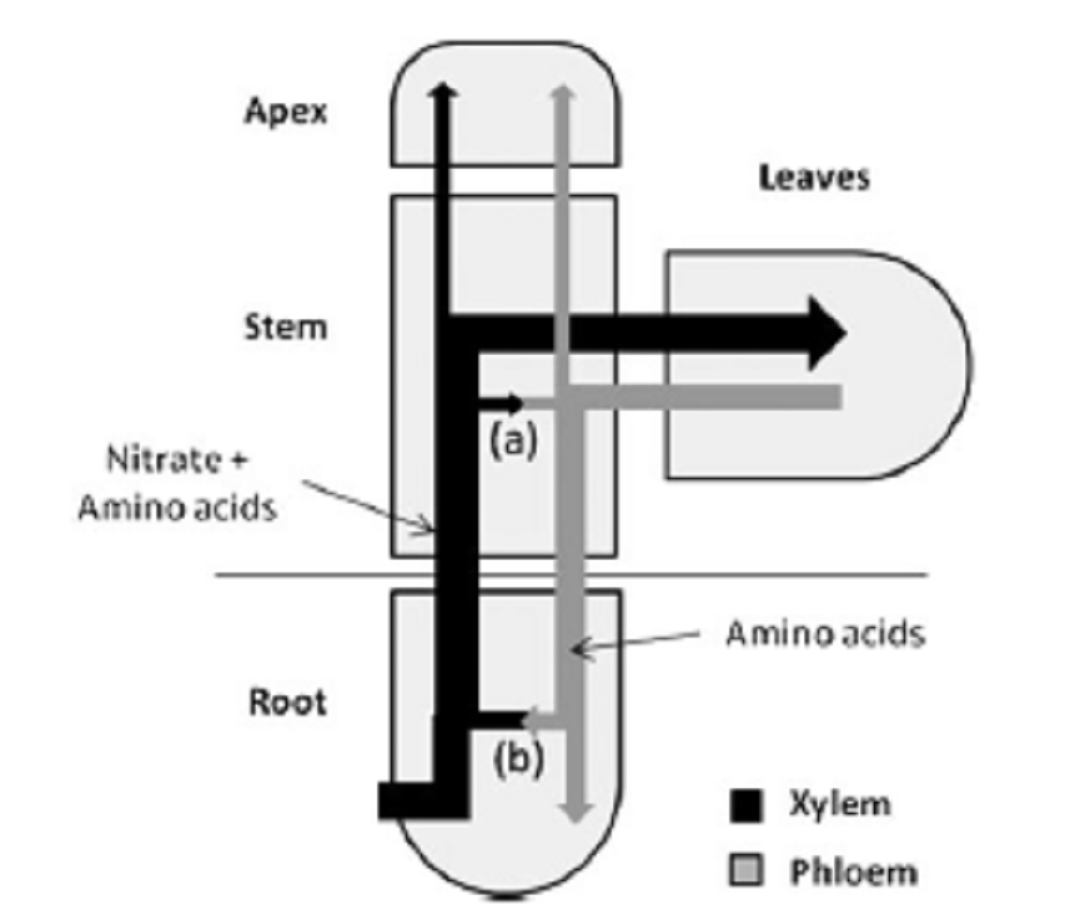 Transport aminokyselin v rostlině probíhá jak ve směru od kořene k listům, xylémem, tak i v obráceném směru floémem.