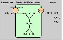 ventilace kostní anorganická matrix = krystaly hydroxyapatitu (Ca 10 (PO 4 ) 6 (OH) 2 ] píjem H výmnou za Ca 2, Na a K pi dlouhodobé acidóze (nap.