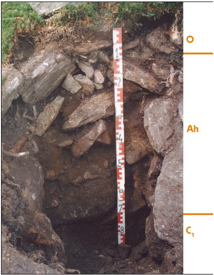 Leptosoly 02 Ranker Půdotvorný substrát (hornina) Různé silikátové horniny (i čediče) 50 90 % skeletu, kamenité, balvanité půdy, výplně silně humózní Pahorkatiny a hornatiny Vrcholy, hřebeny, kupy,