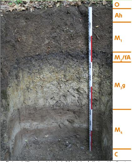 Fluvisoly 04 Fluvizem Půdotvorný substrát (hornina) Zastoupení v edafických kategoriích Hlavní a dílčí půdotvorné procesy Povodňové sedimenty, naplavené půdy, (aluvia) Proměnlivý obsah zrnitostních