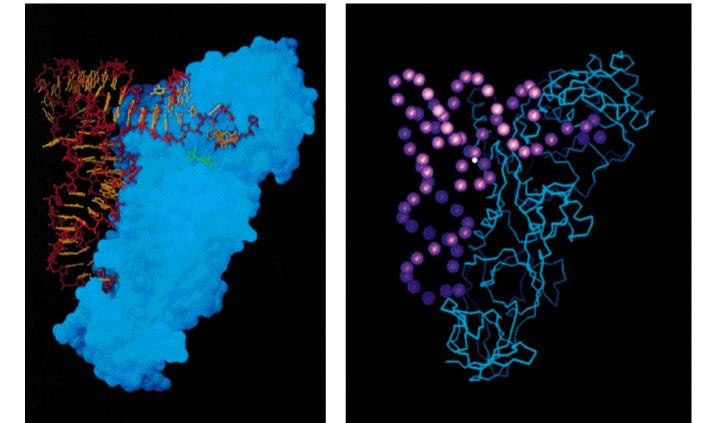 Komplex trna a