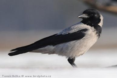 musculus a Mus musculus domesticus) Vrány obecné černé (Corvus corone