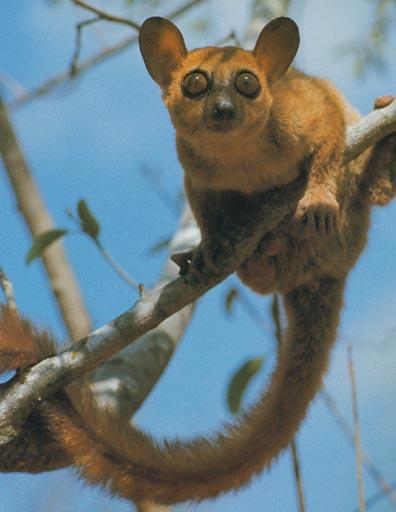 Čeleď lepilemurovití - Megaladapidae čeleď: Megaladapidae - lepilemurovití lemur čilý -