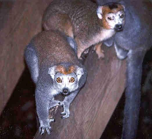 - Eulemur