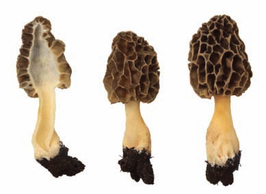 (Morchella conica) KO