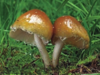 26 POZNÁVÁME JARNÍ HOUBY Křehutka Candolleova (Psathyrella candolleana) ZT Křehutka opýřená (Psathyrella pennata) MN 2.