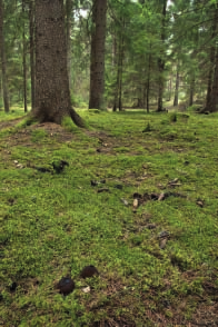 40 POZNÁVÁME JARNÍ HOUBY Krasočíška žlutá (Caloscypha fulgens) Ohnivec černý (Plectania melastoma) Černorosol smrkový (Exidia pithya) Strmělka štěničná (Clitocybe sinopica) Strmělka ojíněná