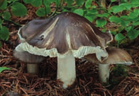 (Strobilurus tenacellus) Hlíva dubová (Pleurotus dryinus) Třepenitka svazčitá (Hypholoma fasciculare) Hřib kovář (Boletus luridiformis) Hřib borový (Boletus pinophilus) Klouzek zrnitý