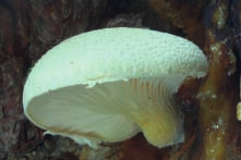 (Megacollybia platyphylla) Hnědák Schweinitzův (Phaeolus schweinitzii) (březen, duben, květen) (březen, duben, květen) (březen, duben) (květen) (květen) (květen) (květen) (březen, duben)