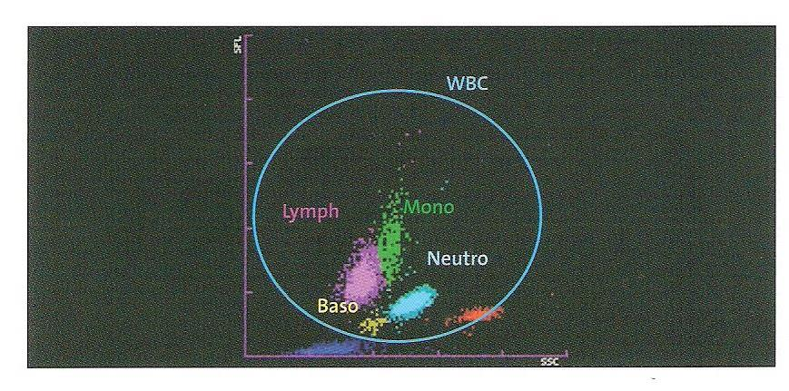 3 Experimentální část Obrázek č. 10 : Klasifikace WBC: DIFF kanál [převzato z 23, s.